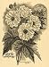 1896 Print Anemone Whirlwind Japanese Flowers Art - Original Halftone Print