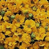 Amazon / Hirts: Perennials; Sun: Flore Plena Sunrise Avens Perennial - 25 Plants - Geum