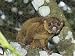Jigsaw of Kinkajou, Sugar Bear from Ardea