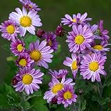 ノギク（野菊）：赤花サツマノギク3号ポット 2株セット[薩摩野菊]