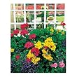 Springbok Garden Window 1000 Piece Jigsaw Puzzle