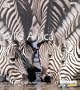 Wild Africa: Exploring the African Habitats