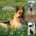 German Shepherds 365 Days 2007 Calendar