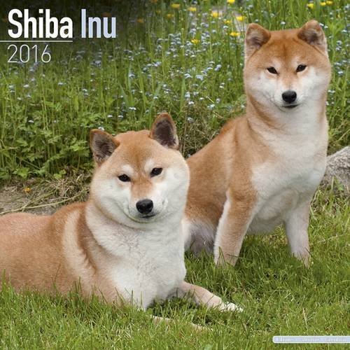 Shiba Inu Calendar - Breed Specific Shiba Inu Calendar - 2016 Wall calendars - Dog Calendars - Monthly Wall Calendar by Avonside
