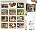 For the Love of Golden Retrievers 18-Month 2015 Calendar