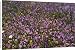 Canvas Prints of ROG-11700 Spring flower display in olive grove from Ardea Wildlife Pets