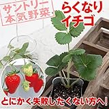 (観葉)サントリー 野菜苗 イチゴ らくなりイチゴ 3号(1ポット) 家庭菜園 本州・四国限定[生体]