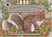 Gray Squirrel at Pacific Avenue (Smithsonian's Backyard)