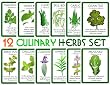 Assortment of 12 Culinary Herb Seeds - Grow Cooking Herbs- Parsley, Thyme, Cilantro, Basil, Dill, Oregano, Sage, More