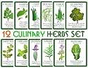 Assortment of 12 Culinary Herb Seeds - Grow Cooking Herbs- Parsley, Thyme, Cilantro, Basil, Dill, Oregano, Sage, More