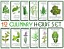 Assortment of 12 Culinary Herb Seeds - Grow Cooking Herbs- Parsley, Thyme, Cilantro, Basil, Dill, Oregano, Sage, More