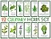 Assortment of 12 Culinary Herb Seeds - Grow Cooking Herbs- Parsley, Thyme, Cilantro, Basil, Dill, Or