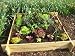 Image of The Chamberlain Wooden Raised Grow Bed - 1m x 1m