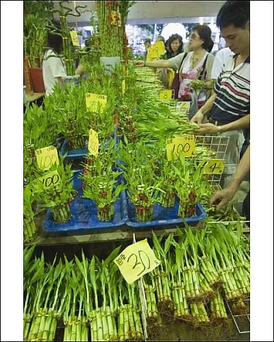 Bamboo Shoots