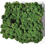 Reindeer Moss, Preserved - Dark Green, 20-Ounce (1.25 Pounds) in a Designer Series Clear Case. (Reico Art 108054 - Soft and Colored Reindeer Moss)