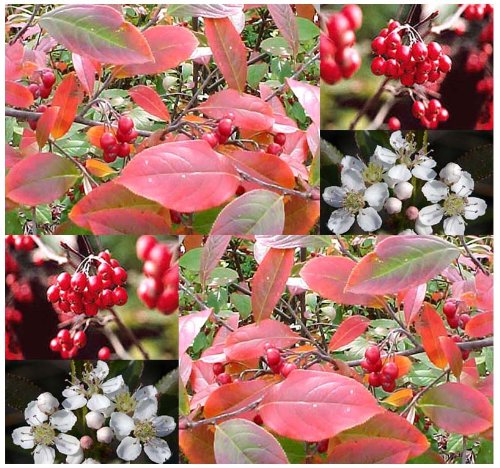 20 x Red Chokeberry - Aronia arbutifolia Brilliantissima - Seeds ~ CRIMSON LEAVES With Berries That Are HIGH In Vitamin C - STANDS ONLY 6 - 10 FEET TALL - Hardy In Zones 4 - 9 - By MySeeds.Co 20 x Red Chokeberry - Aronia arbutifolia Brilliantissima - Seeds ~ CRIMSON LEAVES With Berries That Are HIGH In Vitamin C - STANDS ONLY 6 - 10 FEET TALL - Hardy In Zones 4 - 9 - By MySeeds.Co