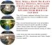 The Mega How To Earn Extra Money, Success Principles and Sales Models for Cotton Swabs Web Biz 3 CD Course