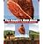 The Country Ham Book