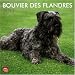 Bouvier des Flandres 2011 Square 12X12 Wall