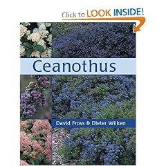 Ceanothus