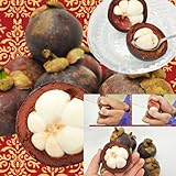 ほんまもん屋 タイ産 フレッシュ 生マンゴスチン 15玉入り