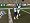 Madden NFL 07 (PC DVD)