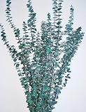 Special Price Preserved Eucalyptus Branches – Green