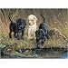 Turtle Hunters 500pc Puzzle