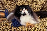 1000 Piece Persian Cat Jigsaw Puzzle - 1592846564