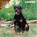 Rottweiler 2008 Wall Calendar