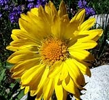 Amazon / Hirts: Perennials; Sun: Golden Goblin Blanket Flower - Gaillardia - 25 Plants
