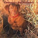 Chesapeake Bay Retrievers 2007 Calendar