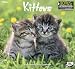 2012 Kittens Wall Calendar