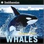 Whales (Smithsonian)