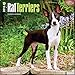 Rat Terriers - 2016 Calendar 12 x 12in