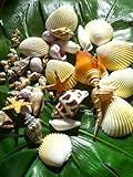 きれいな貝殻　シェル　9種の貝殻セット