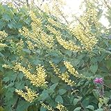 サルビア　マドレンシス（セージ）：イエローマジェスティー3号ポット 3株セット