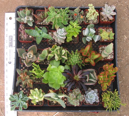 25 Mixed Succulent