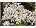Photographic Prints of Saxifraga Southside Seedling from Science Photo Library