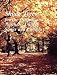Book Shade Trees for the Central and Northern United States and Canada