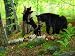 Playtime 1000pc Jigsaw Puzzle by Persis Clayton Weirs