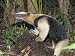 Jigsaw of Southern Tamandua or Lesser Anteater with termite nest Belize from Ardea
