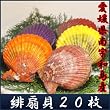 愛媛県南宇和島産「豪華活海の幸ギフト 緋扇貝20枚セット物語（扇貝20枚）」プレゼントギフト贈り物お歳暮