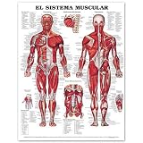 El Sistema Muscular / The Muscular System Anatomical Chart
