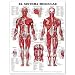 The The Muscular System Anatomical Chart in Spanish (El Sistema Muscular)