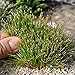 Eleocharis radicans, Toe Tickling Grass, Miniature Rush, 3