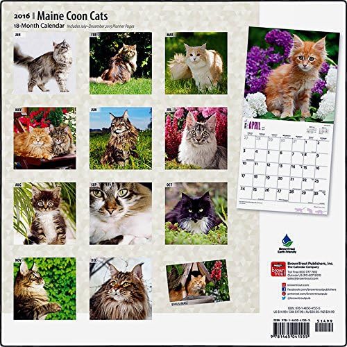 Maine Coon Cats 2016 Wall Calendar (12x12)