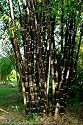 Tropical Black Bamboo Plants