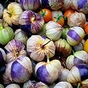50 Seeds, Tomatillo "Purple Milpa" (Physalis ixocarpa) Packaged By Seed Needs