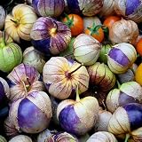 from Seed Needs: Vegetables 50 Seeds, Tomatillo Purple Milpa (Physalis ixocarpa) Packaged By Seed Needs